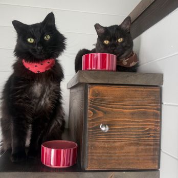 Fur Town Pet Spa- Arcadia - Pet Groomers Near Me - Arcadia, California