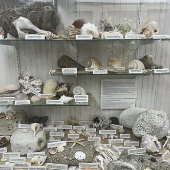 Ocracoke Preservation Society Museum - Local Seashells - Museums Near Me - Ocracoke, North Carolina Ocracoke Preservation Society Museum - Local Seashells - Museums Near Me - Ocracoke, North Carolina