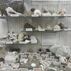 Ocracoke Preservation Society Museum - Local Seashells