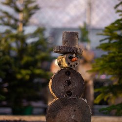 Los Altos High School Christmas Tree Lot - holiday decorations