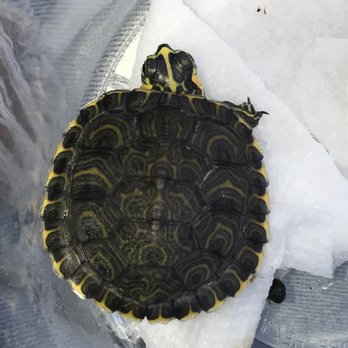 Pinellas County Reptiles - Pet Services Near Me - Largo, Florida