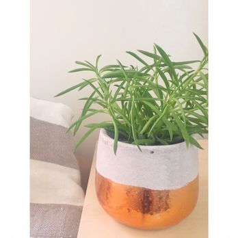 City Grows - Pots, organic soils, houseplants - nice selection! - Gift Shops Near Me - Pittsburgh, Pennsylvania City Grows - Pots, organic soils, houseplants - nice selection! - Gift Shops Near Me - Pittsburgh, Pennsylvania