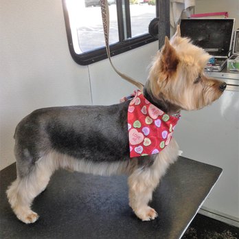 Poppy's Pampered Pets - Pet Groomers Near Me Poppy's Pampered Pets - Pet Groomers Near Me