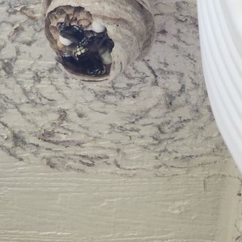 Bee Effective Pest Control - Pest Control Near Me - Davison, Michigan