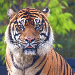 Hamilton Southeastern High School - Tiger