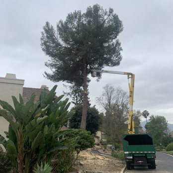 All Access Tree Care - Working their way up - Tree Services Near Me - El Cajon, California