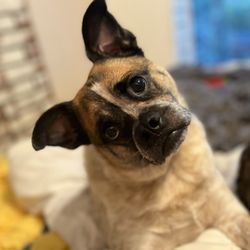 Petra Pet Clinic - RockyA