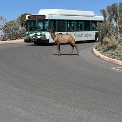 Canyon Adventures Bike Tours & Cafe - Don't worry, elk have the right of way.