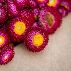 Solvang Farmers Market - Solvang Farmers Market