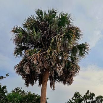 DMA Tree Service - Tree Services Near Me DMA Tree Service - Tree Services Near Me