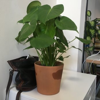 Artemisia Nursery - Monstera deliciosa, purse for scale - Nurseries & Gardening Near Me - Los Angeles, California