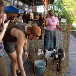 Ponce City Farmers Market - Miniature goats are frequent guest-stars at the farmers market.