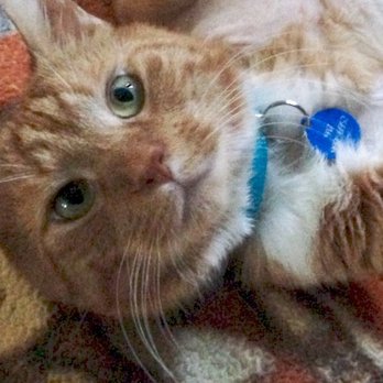 4 Paws Pet Services - Bip the wonder cat - Dog Walkers Near Me - Verona, New Jersey