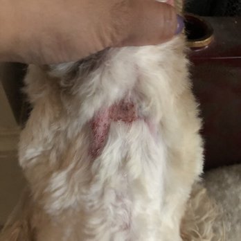 Hot Diggity Dog Grooming - Pet Groomers Near Me - Rowlett, Texas Hot Diggity Dog Grooming - Pet Groomers Near Me - Rowlett, Texas