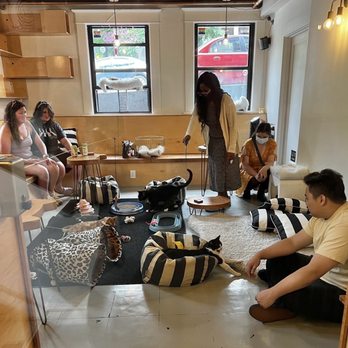 NEKO: A Cat Cafe - Themed Cafes Near Me - Seattle, Washington