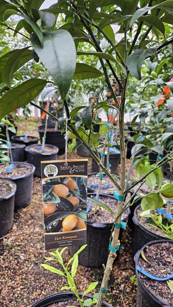 TEA GARDEN NURSERY Updated September 2024 41 Photos & 14 Reviews