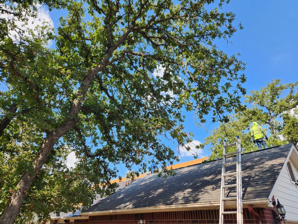 Slide of Mayhaw Fig Roofing