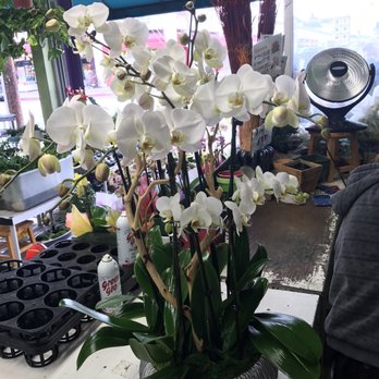Orchid 2 Orchid - Florists Near Me - Los Angeles, California Orchid 2 Orchid - Florists Near Me - Los Angeles, California