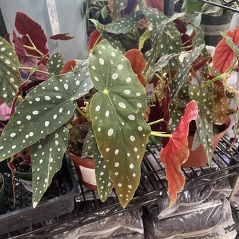 SummerWinds Nursery - West Bell - Polka dot begonia - Nurseries & Gardening Near Me - Glendale, Arizona SummerWinds Nursery - West Bell - Polka dot begonia - Nurseries & Gardening Near Me - Glendale, Arizona