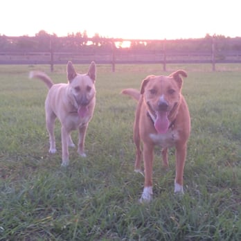 Happy Paws Rescue - Gator, LHS and his big sister, Cedar - Animal Shelters Near Me - Yuba City, California Happy Paws Rescue - Gator, LHS and his big sister, Cedar - Animal Shelters Near Me - Yuba City, California