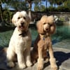 Bella and Bugsy's Mobile Pet Spa gift card