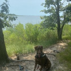 Terrell River County Park - Dog on a hike
