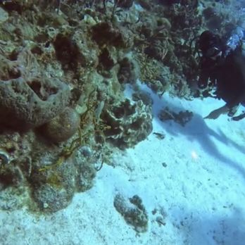 Sand Dollar Sports - Rueben respecting the reef and making sure we see all the best creatures - Scuba Diving Near Me - Cozumel, ROO Sand Dollar Sports - Rueben respecting the reef and making sure we see all the best creatures - Scuba Diving Near Me - Cozumel, ROO