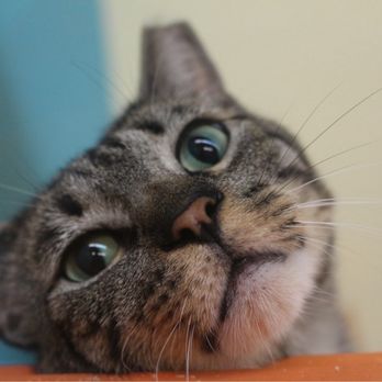 Town Cats - Animal Shelters Near Me