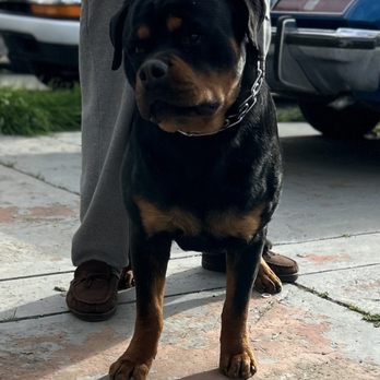 Vom Hognadottirs - Rottweiler 1yr old male - Pet Breeders Near Me - Pilot Hill, California Vom Hognadottirs - Rottweiler 1yr old male - Pet Breeders Near Me - Pilot Hill, California