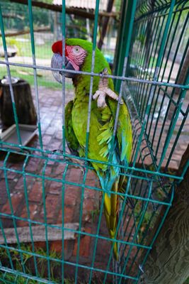 El Cora Crocodile Sanctuary by null