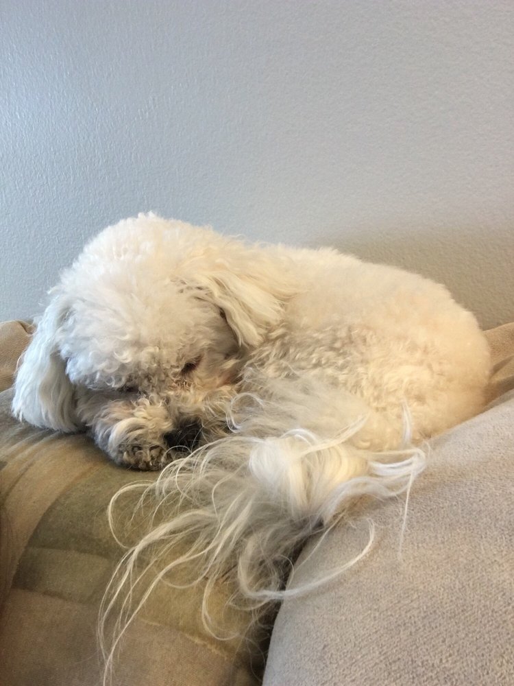 GRACEFUL CANINE DOG TRAINING NYC Updated August 2024 100 E 15th St