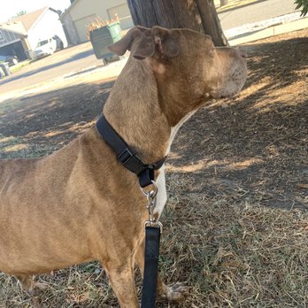 Hoffman Veterinary Clinic - 1 day of taking meds they told us didn't exist . He's already moving around and feeling way better ! - Veterinarians Near Me - Salem, Oregon