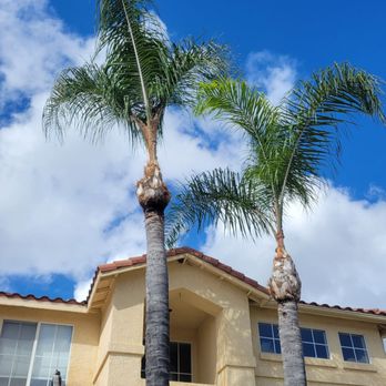 Vista Del Rey Tree Services - Palm trees trimmed - Tree Services Near Me - Vista, California Vista Del Rey Tree Services - Palm trees trimmed - Tree Services Near Me - Vista, California