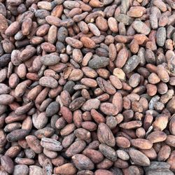 Blue Spruce Chocolates - Cocoa Beans
