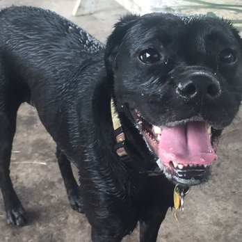 Nola City Bark - Maggie enjoying the rain. - Dog Parks Near Me - New Orleans, Louisiana Nola City Bark - Maggie enjoying the rain. - Dog Parks Near Me - New Orleans, Louisiana