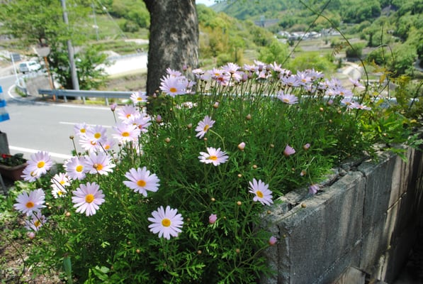 Komame Shokudo by null