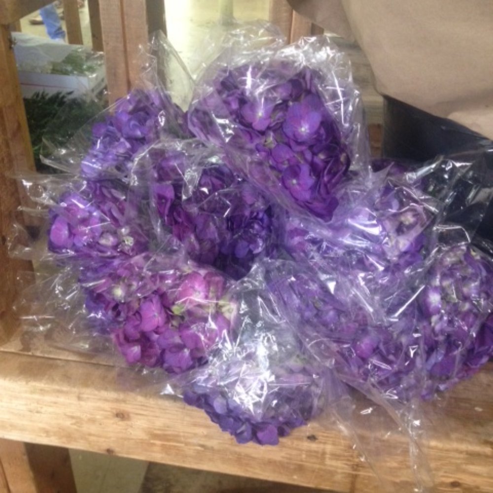 Potomac Floral Wholesale - new zealand purple hydrangea - Florists Near Me - Silver Spring, Maryland Potomac Floral Wholesale - new zealand purple hydrangea - Florists Near Me - Silver Spring, Maryland
