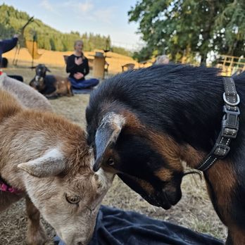 No Regrets Farm & Sanctuary - Annie and her friend - Animal Assisted Therapy Near Me - Monroe, Oregon