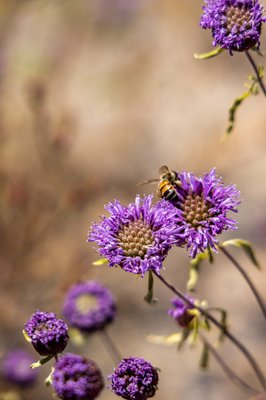 Calaveras Big Trees State Park by null