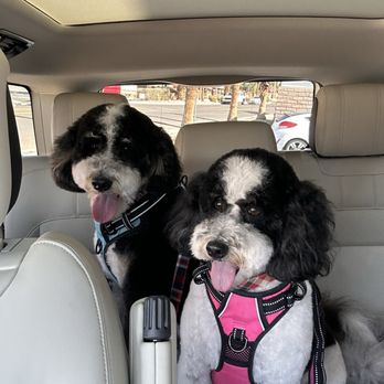 Your Friendly Groomer - Todd & Lola - Pet Groomers Near Me - Palm Desert, California Your Friendly Groomer - Todd & Lola - Pet Groomers Near Me - Palm Desert, California