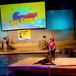 Mystic Aquarium - Performing seals from California - 9/22/2026