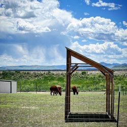 Finding Nectar - Alpacas!