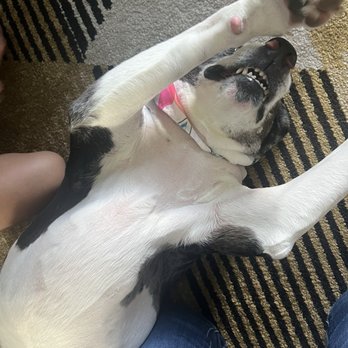 Suzette's Dog And Cat Grooming - Uneven .... - Pet Groomers Near Me - Surfside Beach, South Carolina Suzette's Dog And Cat Grooming - Uneven .... - Pet Groomers Near Me - Surfside Beach, South Carolina