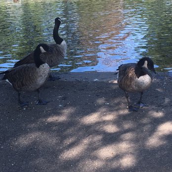 Halls Pond Park - We're just here for the free food - Parks Near Me - West Hempstead, New York Halls Pond Park - We're just here for the free food - Parks Near Me - West Hempstead, New York
