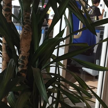 Mark Christopher Auto Center - Mark Christopher Chevy ; If you look between the leaves, he is on his cell phone. - Car Dealers Near Me - Ontario, California
