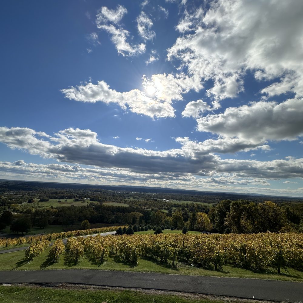 Bluemont Vineyard - Vineyard view from the deck - Venues & Event Spaces Near Me - Bluemont, Virginia Bluemont Vineyard - Vineyard view from the deck - Venues & Event Spaces Near Me - Bluemont, Virginia