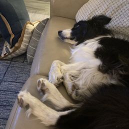 Scout relaxing after dinner and enjoying his spa treatment