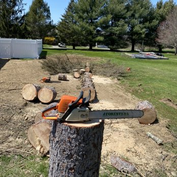 CT Tree Experts - Pine removal - Tree Services Near Me
