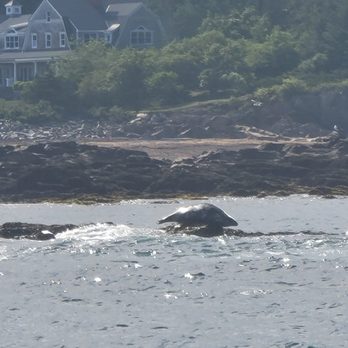Finestkind Scenic Cruises - Seal! - Boating Near Me - Ogunquit, Maine