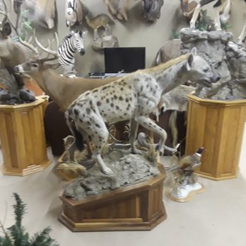 Drake's Animal Art Studio - Spotted Hyena - Taxidermy Near Me - Lockbourne, Ohio Drake's Animal Art Studio - Spotted Hyena - Taxidermy Near Me - Lockbourne, Ohio